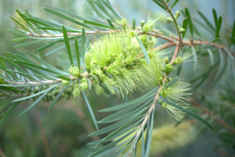Bottlebrush Green (Callistemon pachyphyllus) - Ladybird Nursery