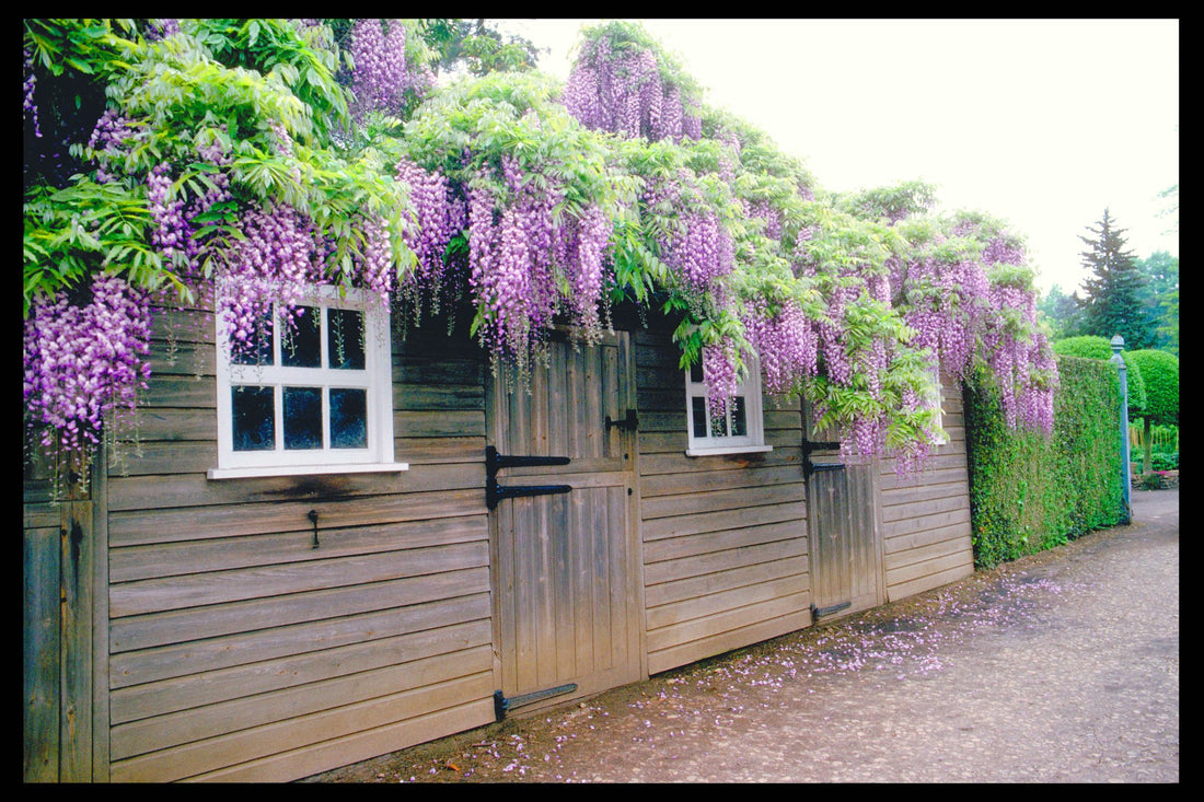 Japanese Wisteria Select Form (Wisteria floribunda) - Ladybird Nursery