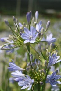 Agapanthus Peter Pan - Ladybird Nursery