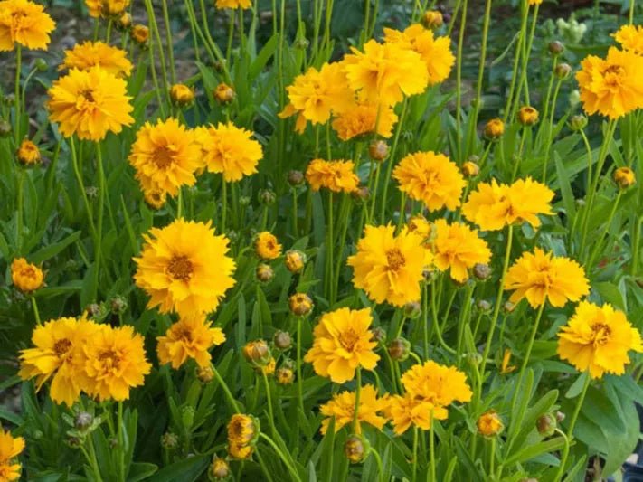 Tickseed Early Sunrise (Coreopsis grandiflora) - Ladybird Nursery