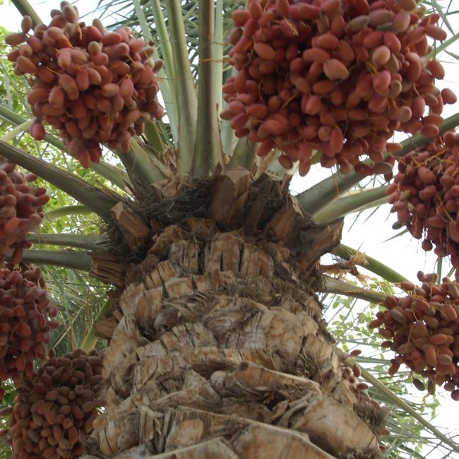 Palm Date Honey Barhee - Ladybird Nursery
