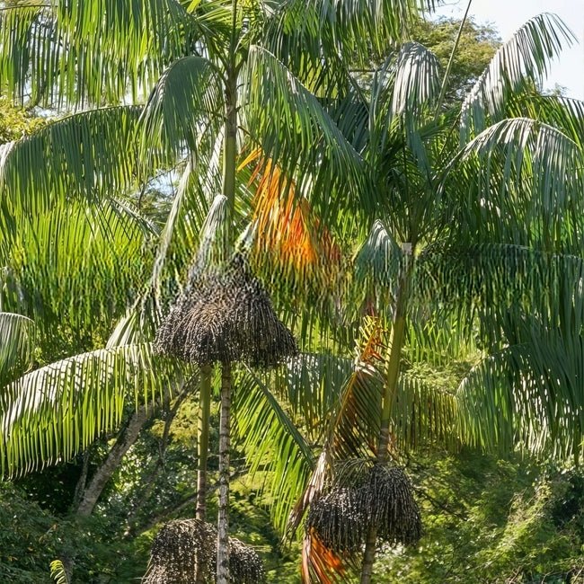 Palm Dwarf Acai - Ladybird Nursery