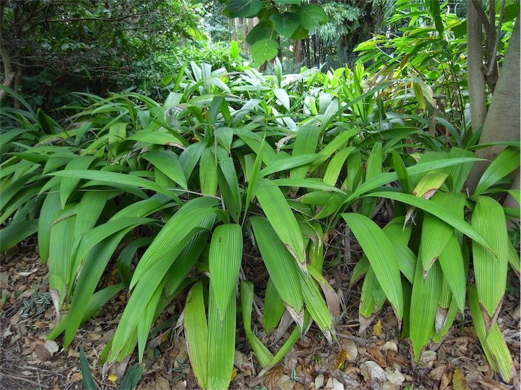 Palm Grass (Molineria capitulata) - Ladybird Nursery
