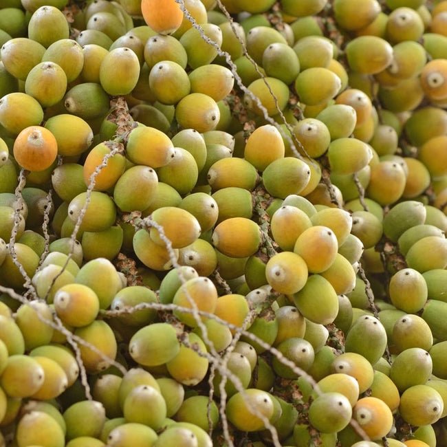 Palm Jelly or Wine Palm - Ladybird Nursery