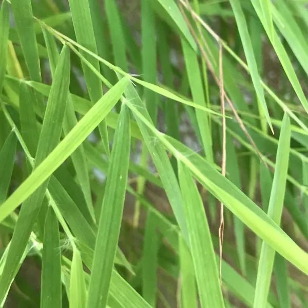 Baby Panda Bamboo (Pogonatherum paniceum) - Ladybird Nursery