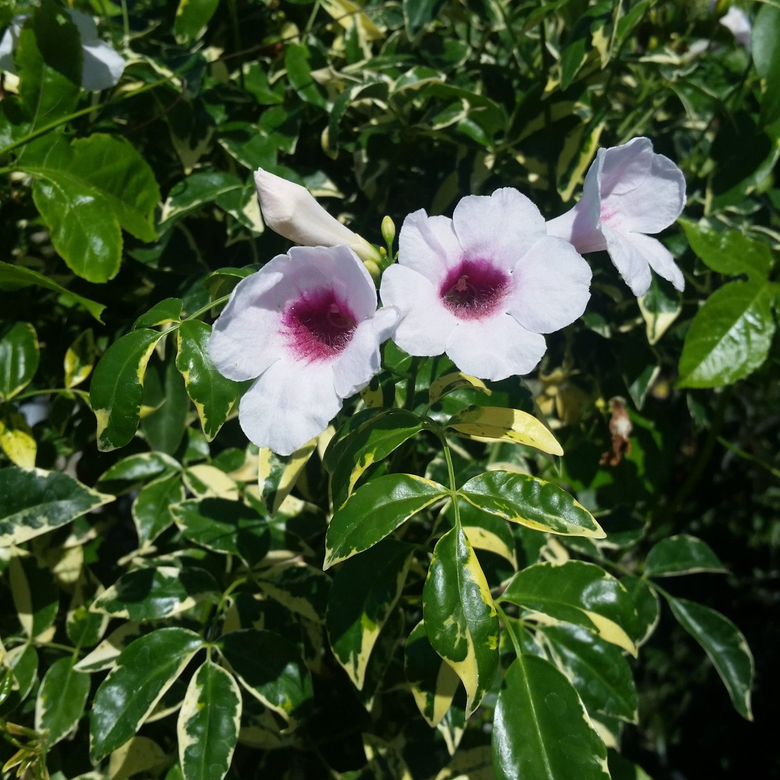 Bower Vine Variegata Ladders (Pandorea jasminoides) - Ladybird Nursery