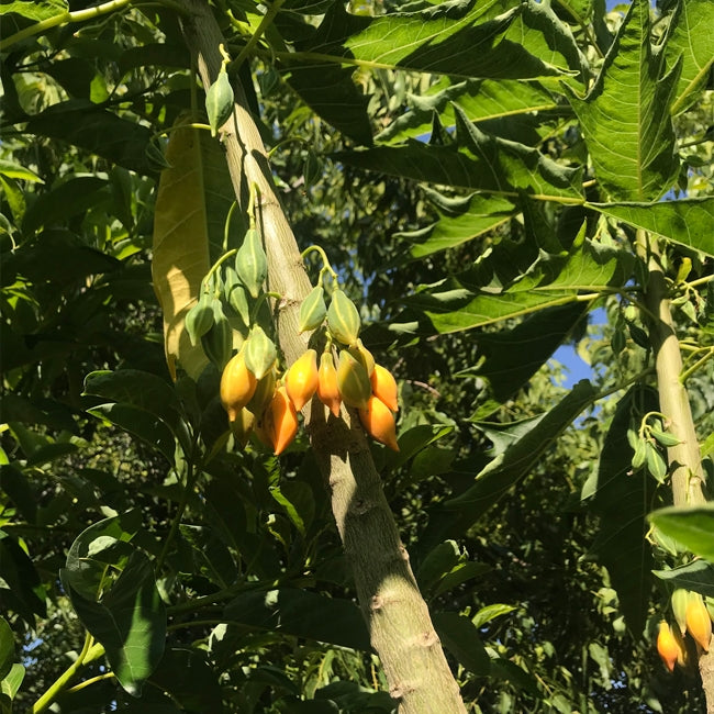 Papaya Berry Oak Leaf