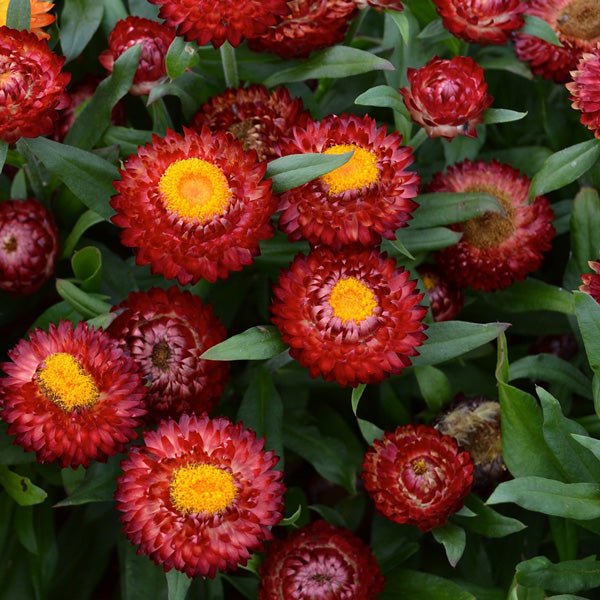 Paper Daisy Mohave 'Dark Red' (Bracteantha) - Ladybird Nursery