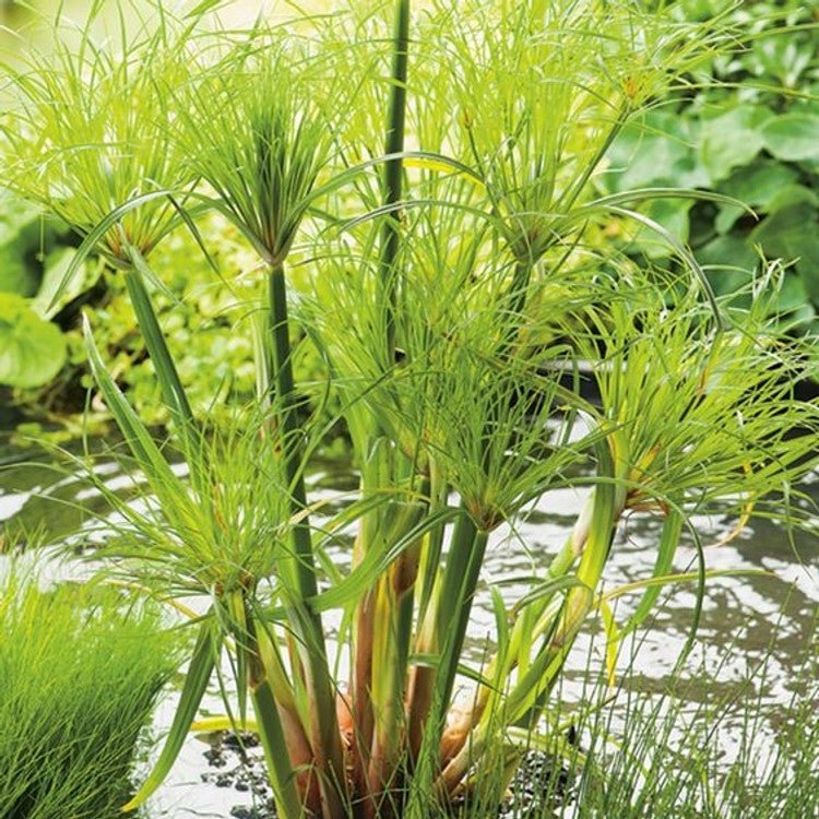 Papyrus (Cyperus papyrus) - Ladybird Nursery