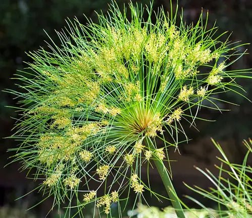 Papyrus (Cyperus papyrus) - Ladybird Nursery