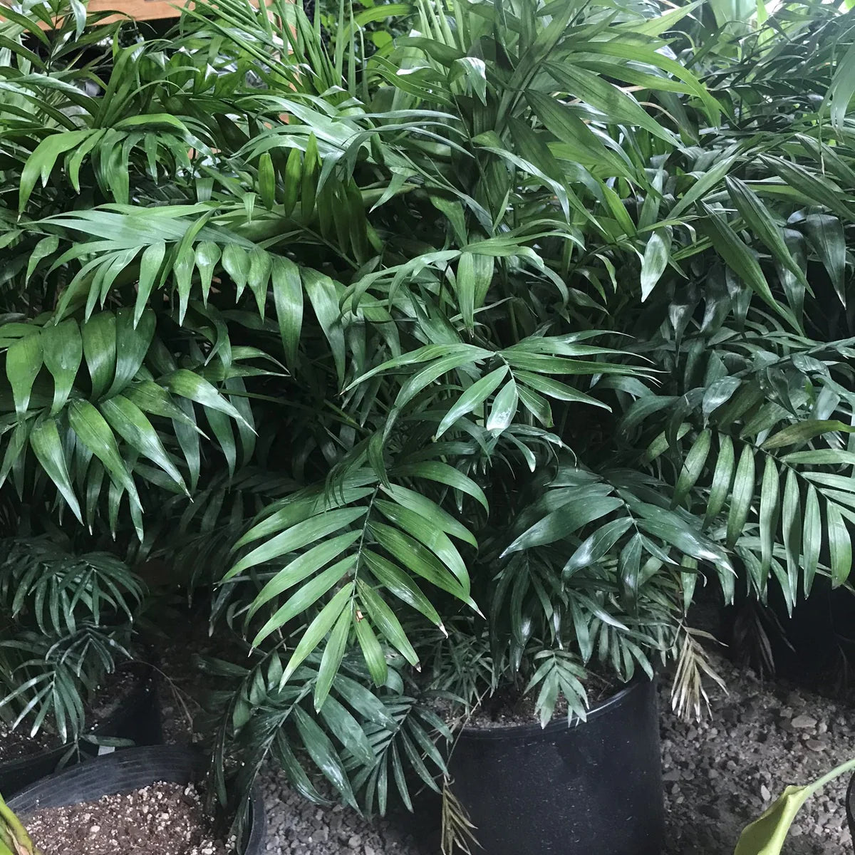 Parlour Palm (Chamaedorea atrovirens)