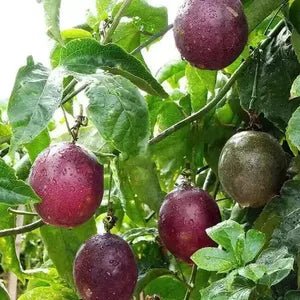 Passionfruit 'Flame Ruby' - Ladybird Nursery