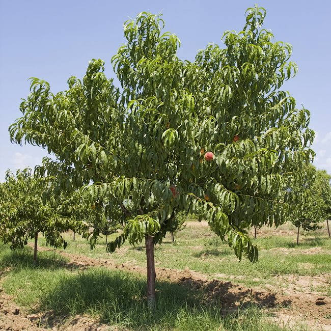 Peach Anzac - Ladybird Nursery