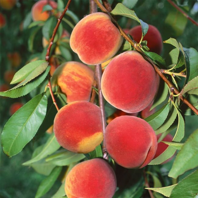 Peach Double Jewel (TM) cv. Zaiwel - Ladybird Nursery