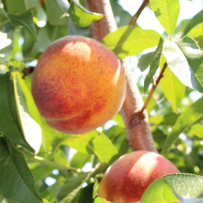 Peach Flordagold - Ladybird Nursery