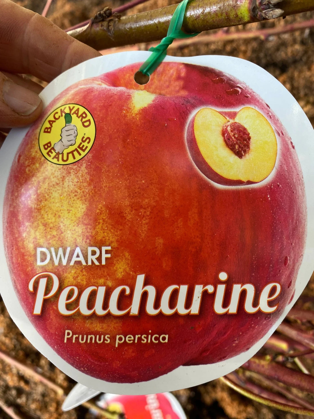 Dwarf Peacharine - Ladybird Nursery