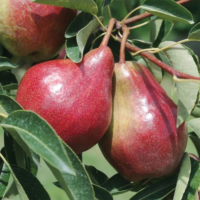Pear Sensation - Ladybird Nursery