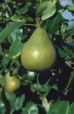 Dwarf Pear 'Williams Bon Chretien' - Ladybird Nursery