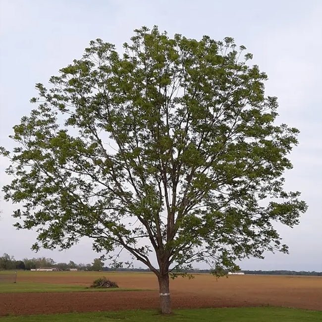 Pecan Pawnee (A) - Ladybird Nursery