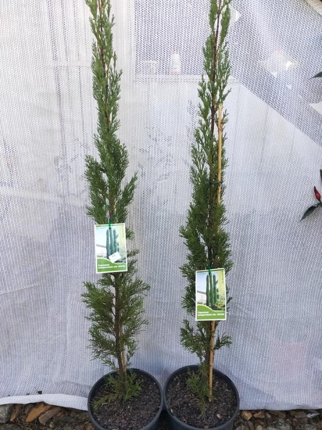 Pencil Pine Trees - Ladybird Nursery