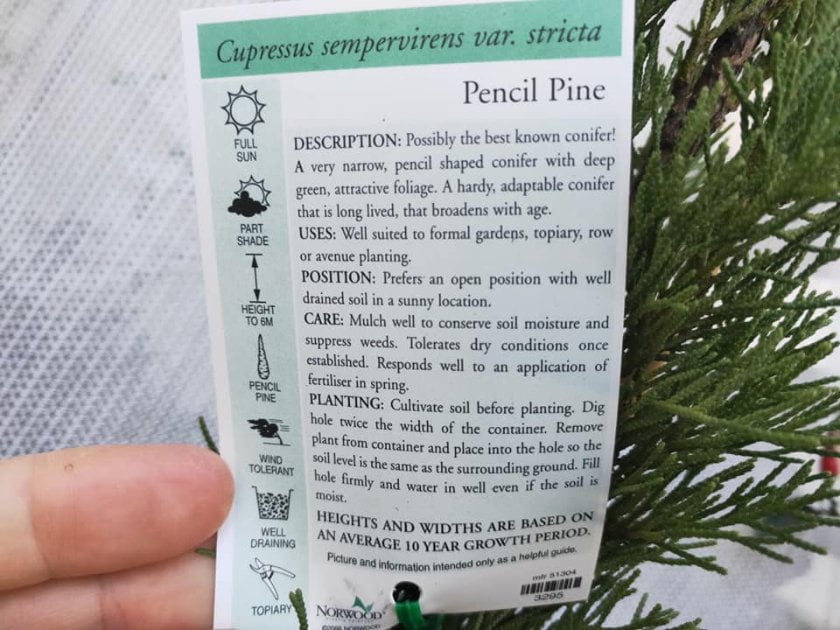 Pencil Pine Trees - Ladybird Nursery
