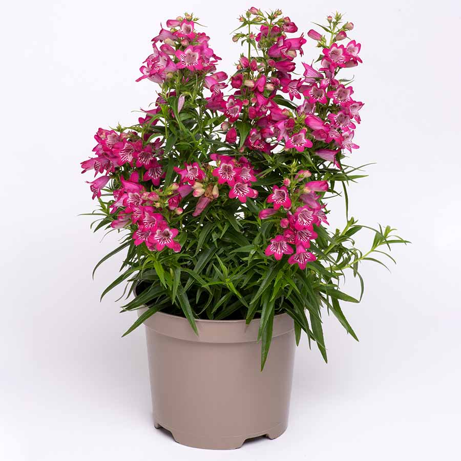 Penstemon Harlequin (Penstemon) - Ladybird Nursery