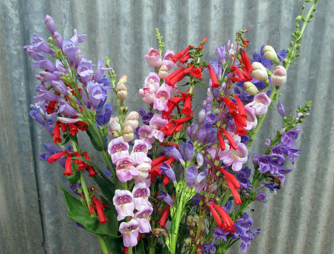 Penstemon Mix (Penstemon spp.) - Ladybird Nursery