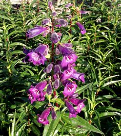 Penstemon Midnight (Penstemon) - Ladybird Nursery