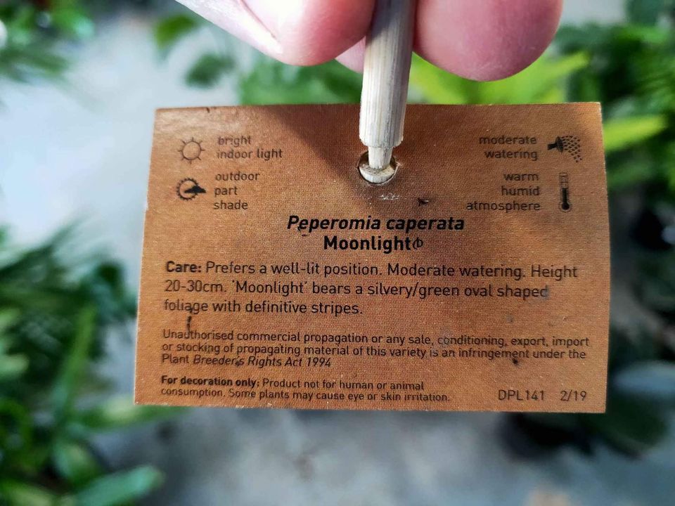 Peperomia Moonlight - Ladybird Nursery