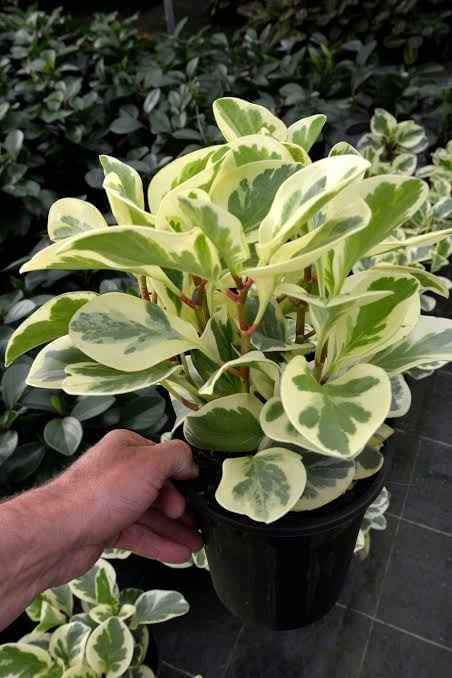 Peperomia Obtusifolia Variegated - Ladybird Nursery