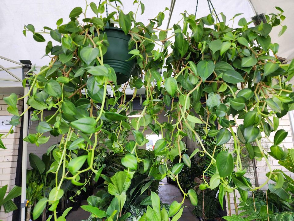 Peperomia hanging baskets - Ladybird Nursery