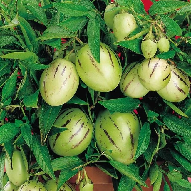 Pepino Kendall Gold - Ladybird Nursery