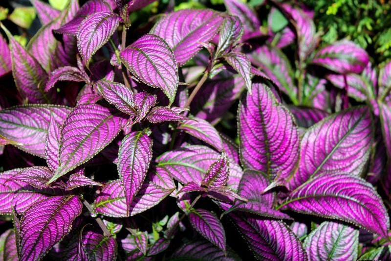 Persian Shield (Strobilanthes dyerianus) - Ladybird Nursery