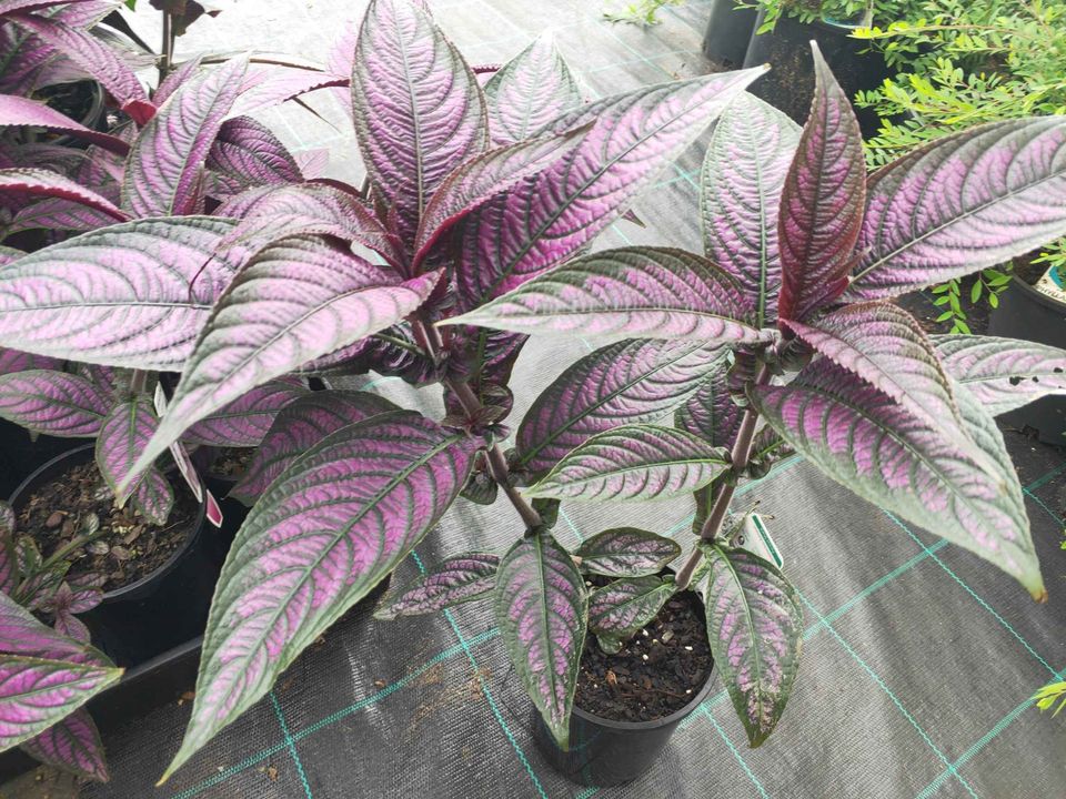 Persian Shield (Strobilanthes dyerianus)