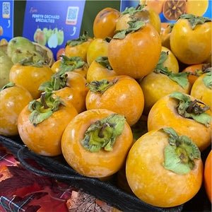 Persimmon 'Hyakumo' - Ladybird Nursery
