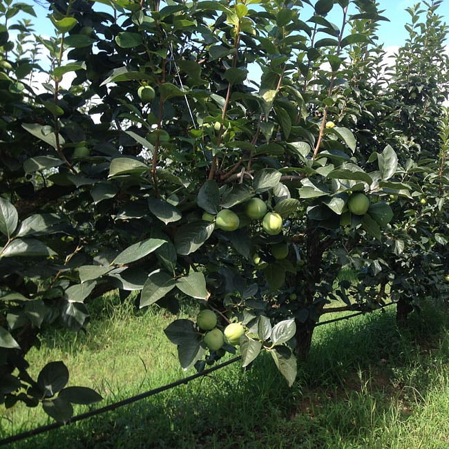 Persimmon Rojo Brilliante Astringent