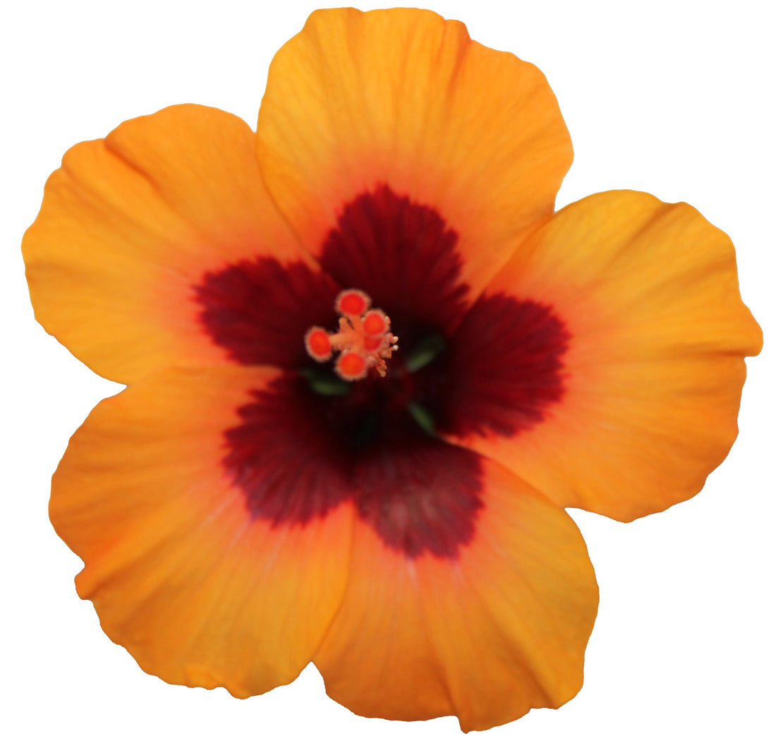Hibiscus Petite Sunrise - Ladybird Nursery
