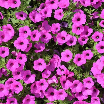 Petunia Supertunia® Vista 'Jazzberry' - Ladybird Nursery