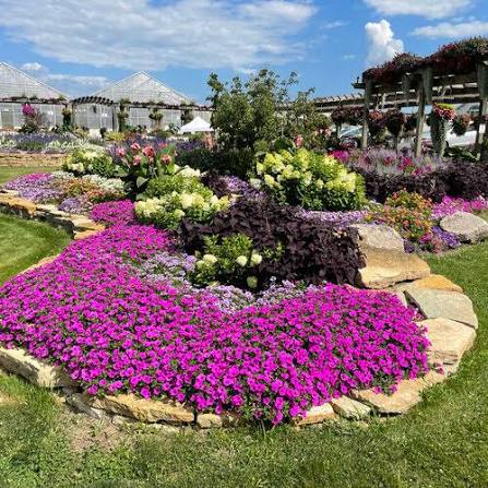 Petunia Supertunia® Vista 'Jazzberry'