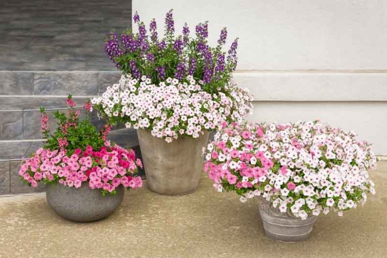 Petunia Supertunia® Vista 'Silverberry'
