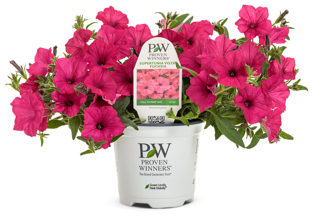 Petunia Supertunia® Vista 'Fuchsia'