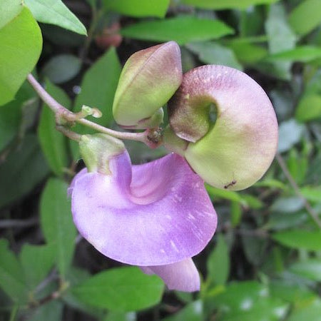 Mauve Snail Vine (Sigmoidotropis speciosa) - Ladybird Nursery