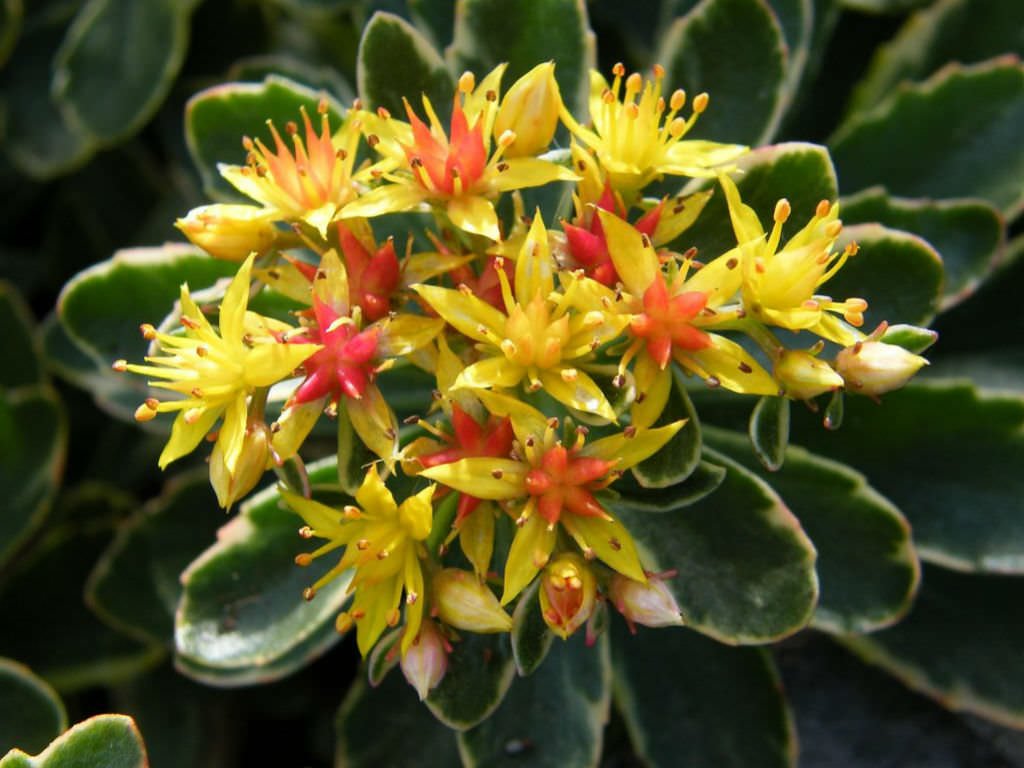 Stonecrop variegatum (Sedum kamshaticum) - Ladybird Nursery