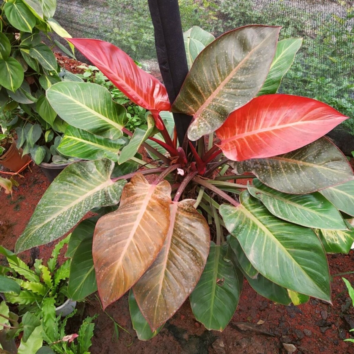 Philodendron Imperial Red - Ladybird Nursery