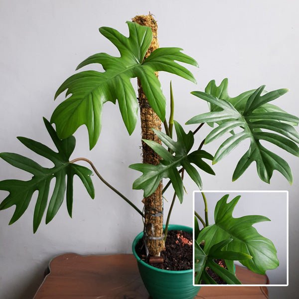 philodendron tahiti care Philodendron Tahiti Green Plant – Buy Now! – Ladybird Nursery