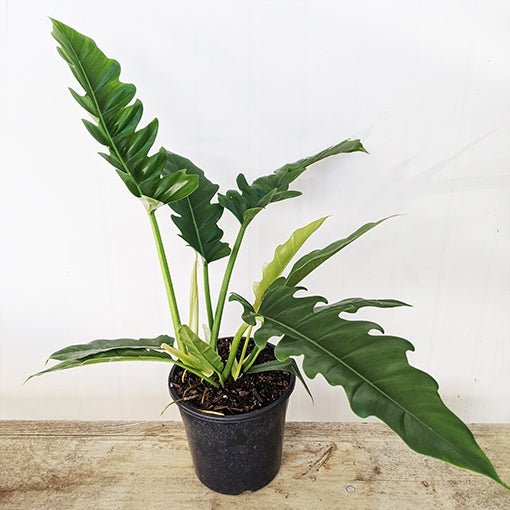 philodendron tiger tooth plant Philodendron Narrow Tiger Tooth Plant – Buy Now! – Ladybird Nursery