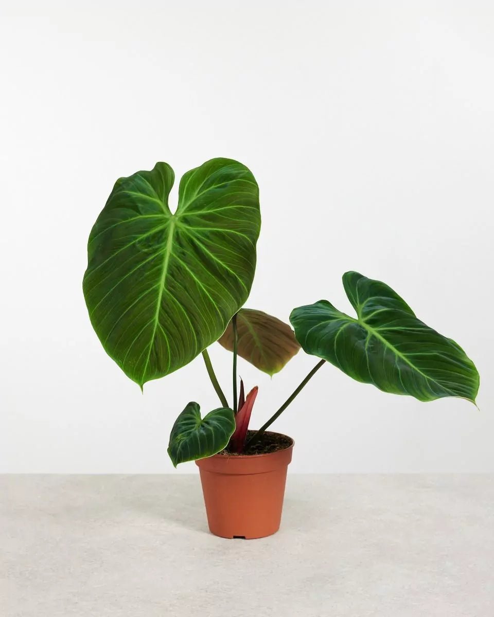 Philodendron El Choco Red - Ladybird Nursery
