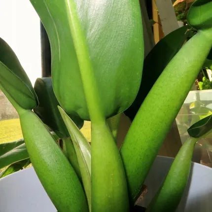 Philodendron 'Fat Boy 2.0' - Ladybird Nursery