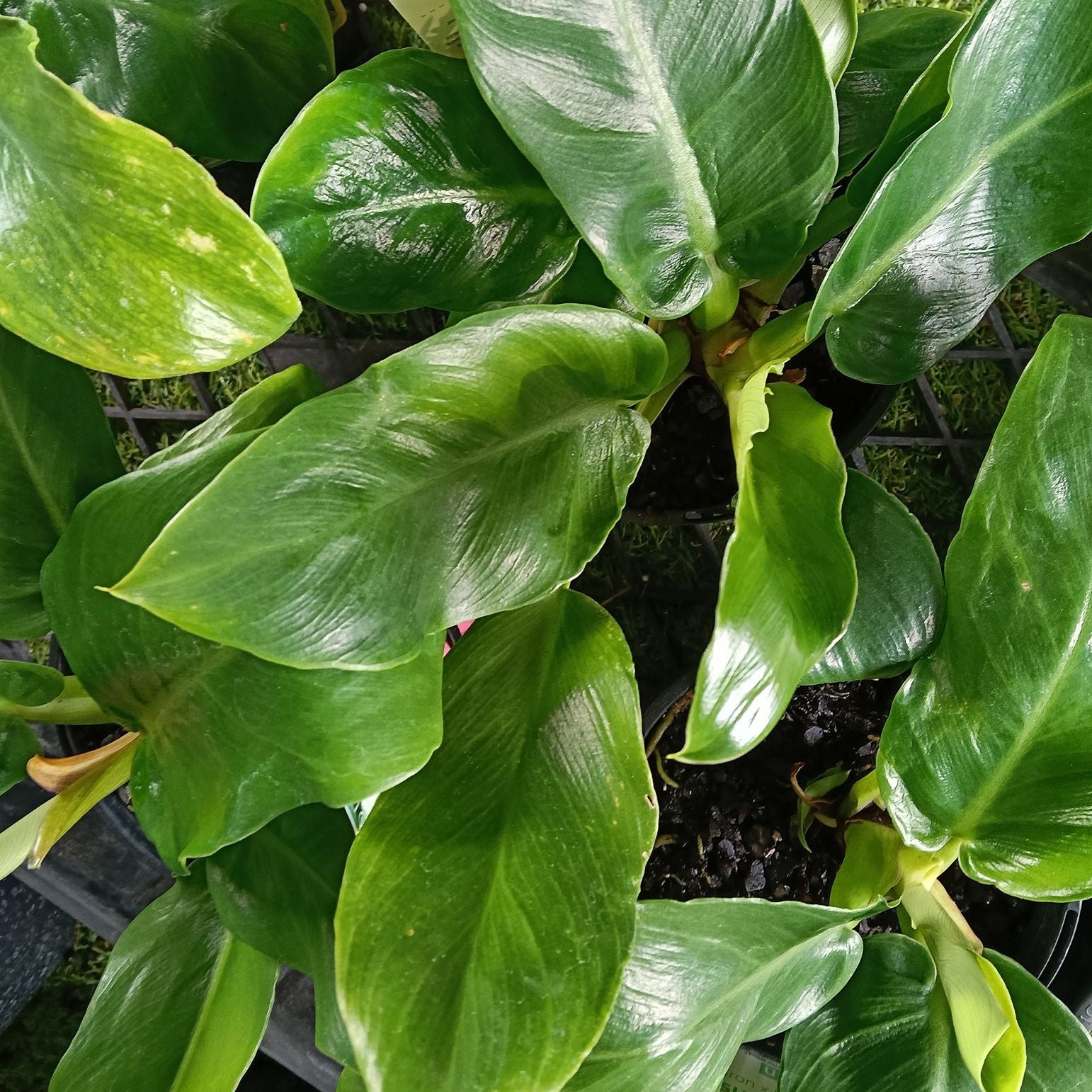 Philodendron 'Pegasus' - Ladybird Nursery