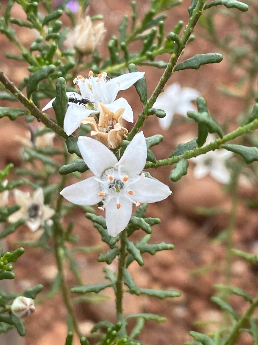 Waxflower (Philotheca difformis) - Ladybird Nursery
